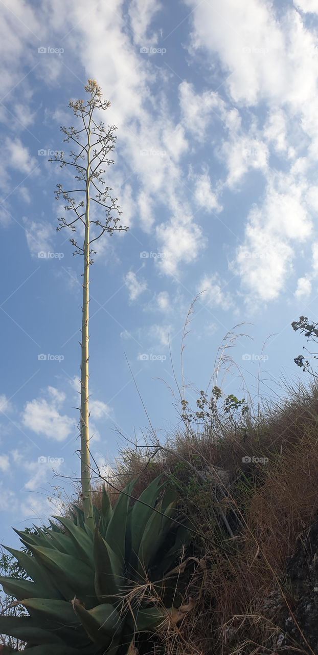 desert plant, beautiful foliage and splendor blue sky