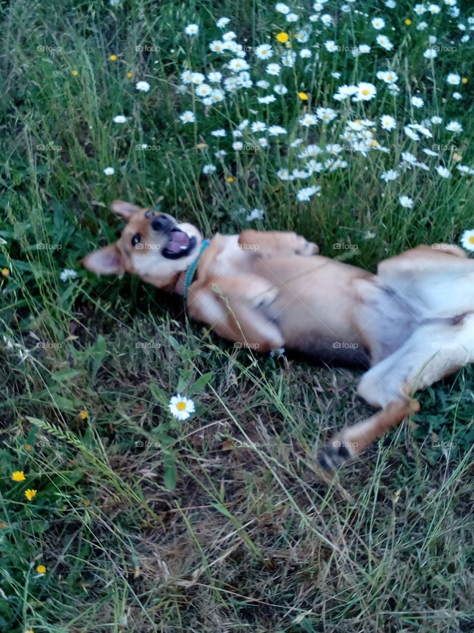 rolling in the grass