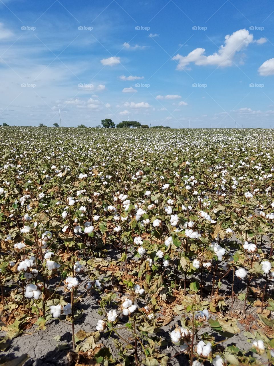Cotton Field, Texas