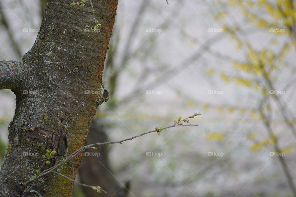 tree in macro