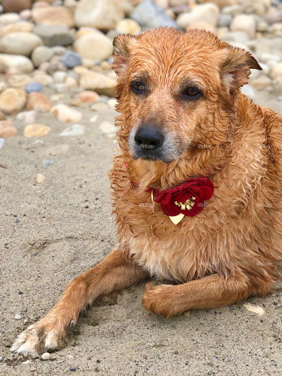 Wet dog after playing in a lake. Laying and resting on a sandy beach with rocks behind. Big red collar. Daytime wirh good lighting. Border collie cross german sheppard. 
