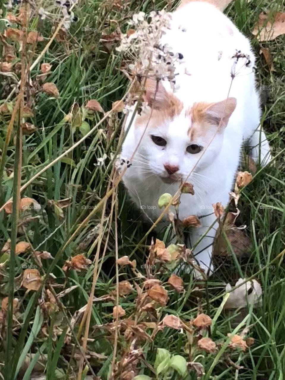 Peeking kitty