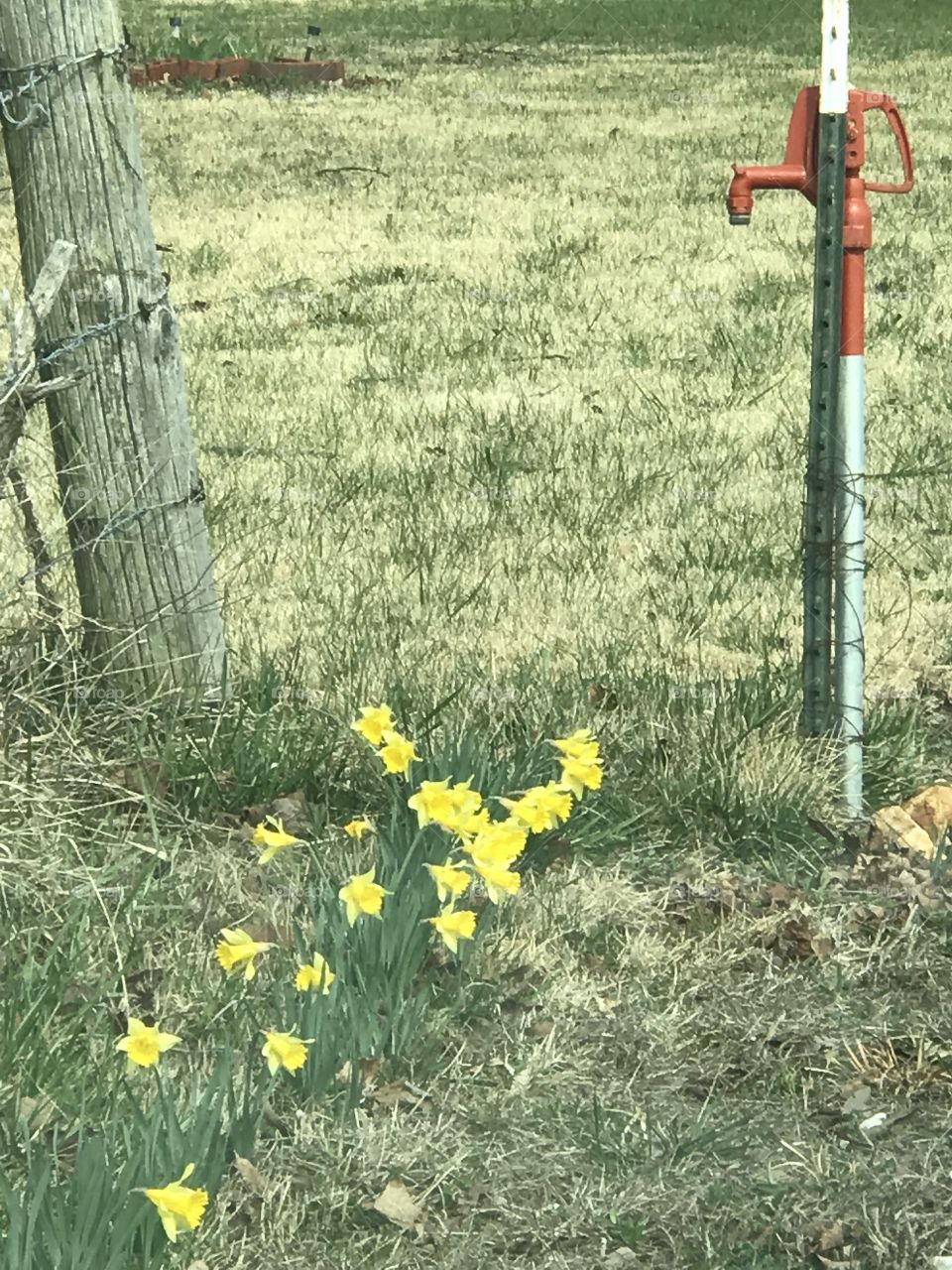 First sign on the farm that Spring is near.
