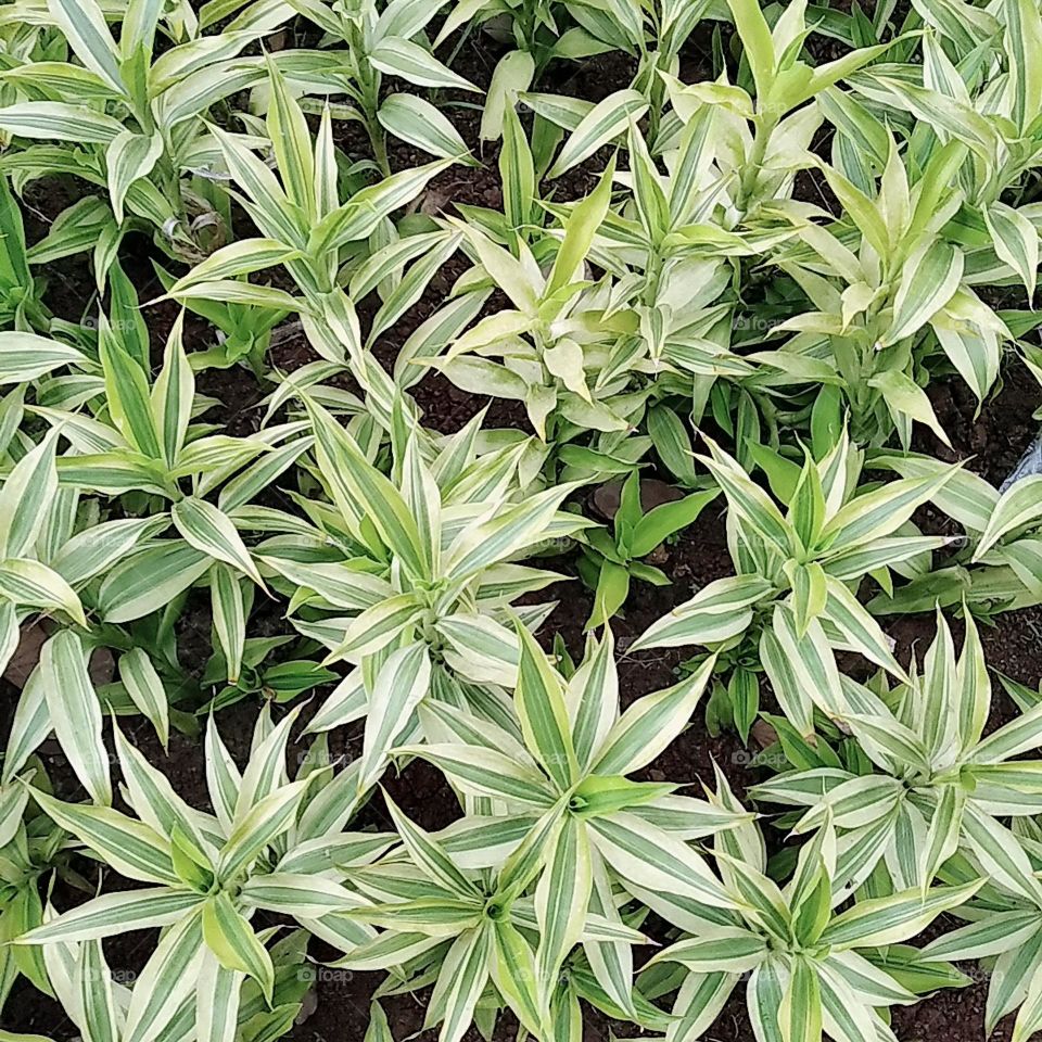 Green small leaf plants