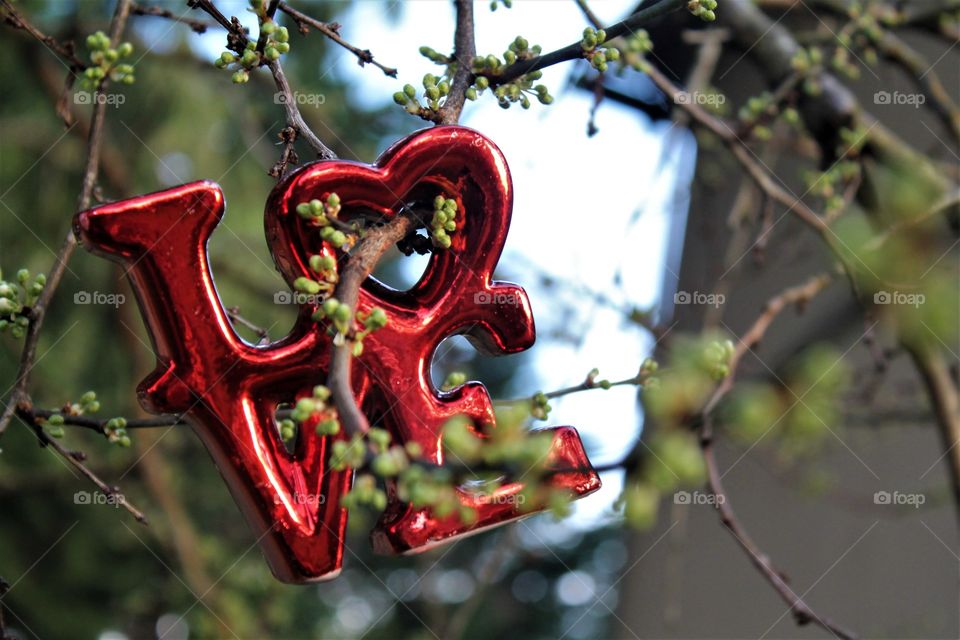 love in a tree