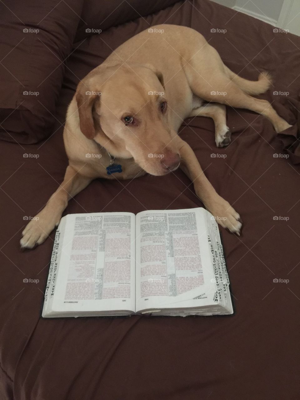 Bible reading puppy