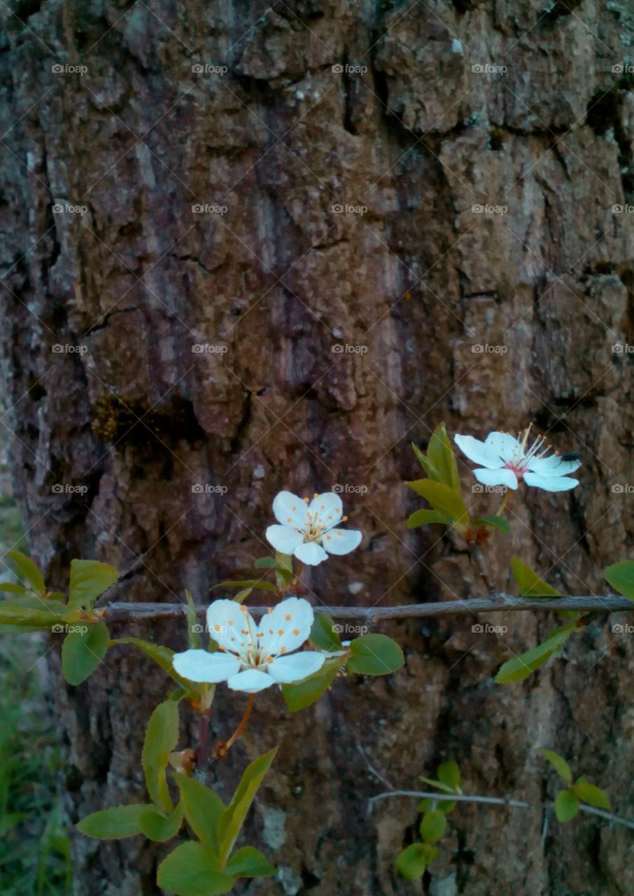 Flower, Tree, Nature, Flora, No Person