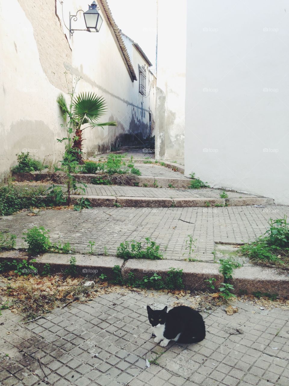 Street, One, Dog, No Person, Outdoors