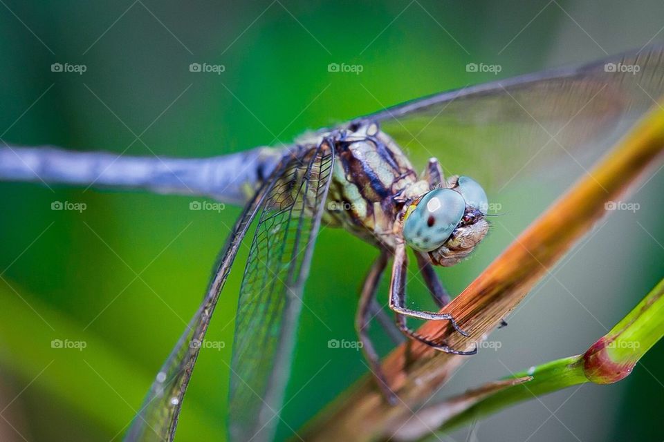 Dragonfly. 蜻蜓