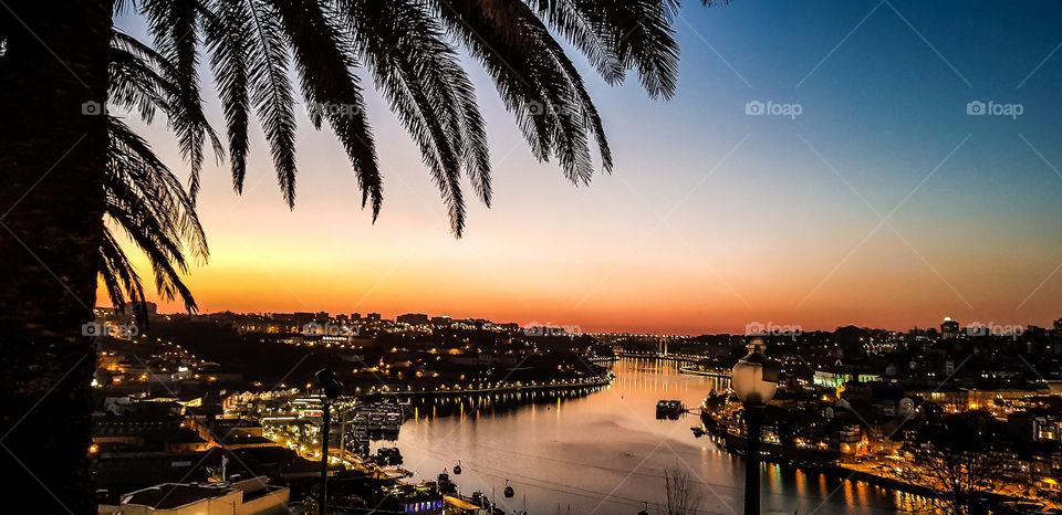 Palm tree in porto