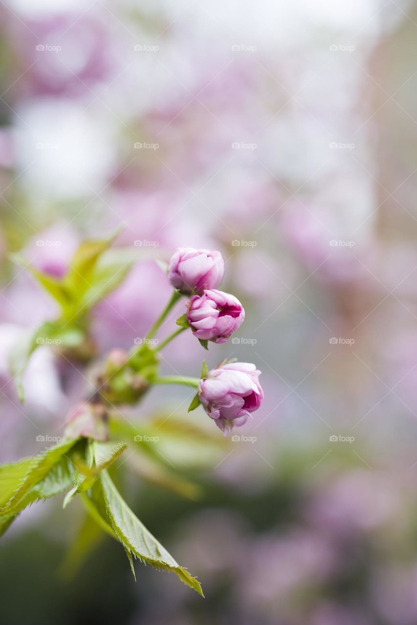 Blossom pink buds macro shot