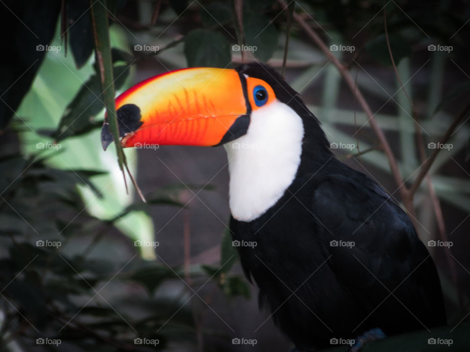 A Toucan in South America