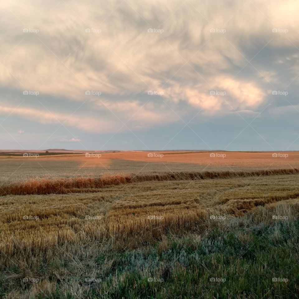 Landscape, No Person, Sky, Field, Wheat
