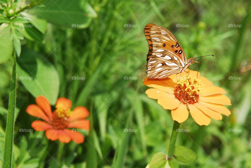 a colorful butterfly on the yellow flower in the garden in a sunny day