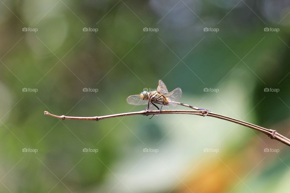 Insect, Nature, Leaf, Dragonfly, No Person
