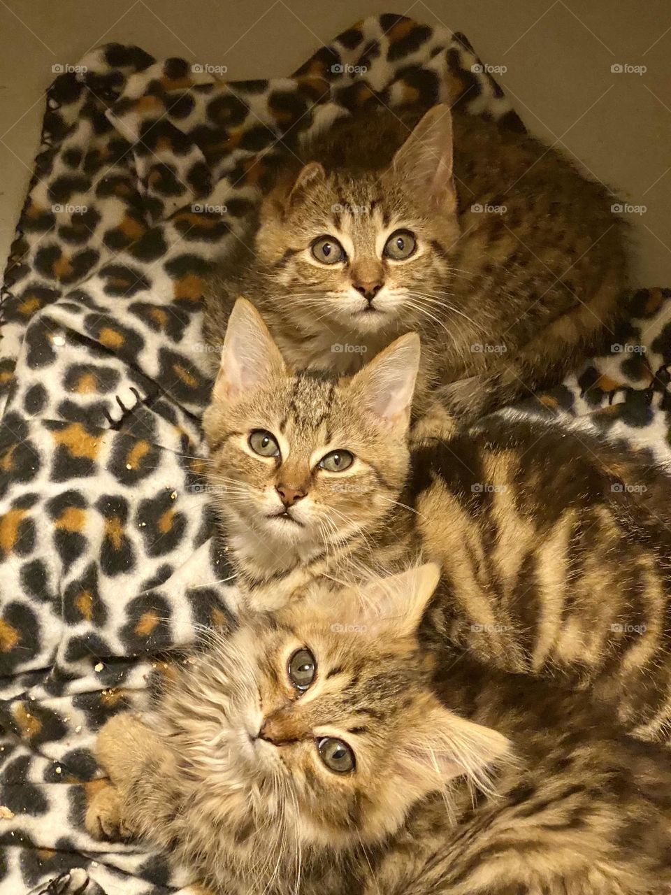 Three kittens sitting on a fleece leopard print blanket