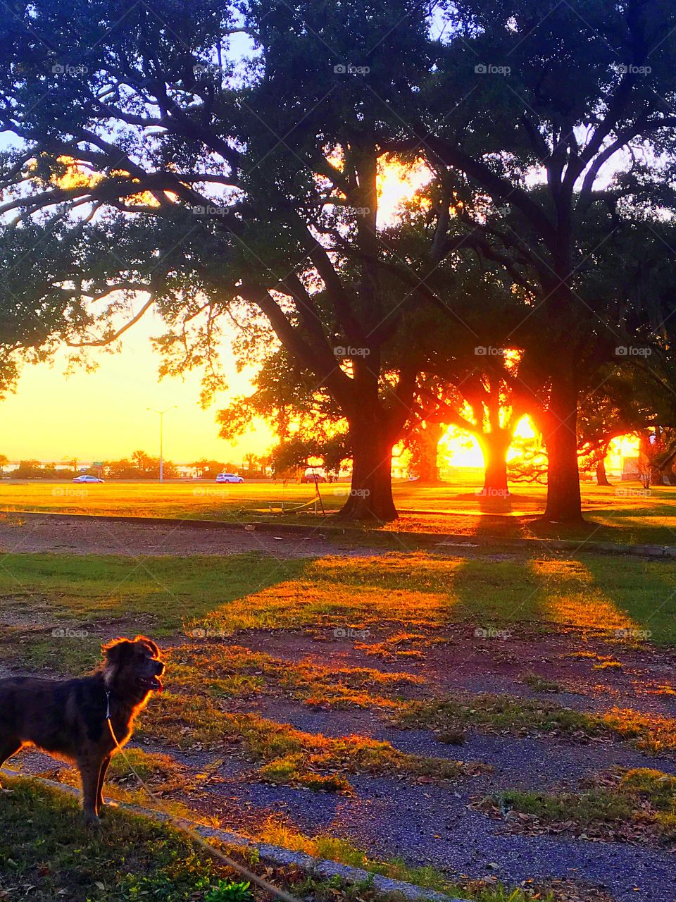 Southern living. Oak trees and pet dogs. 