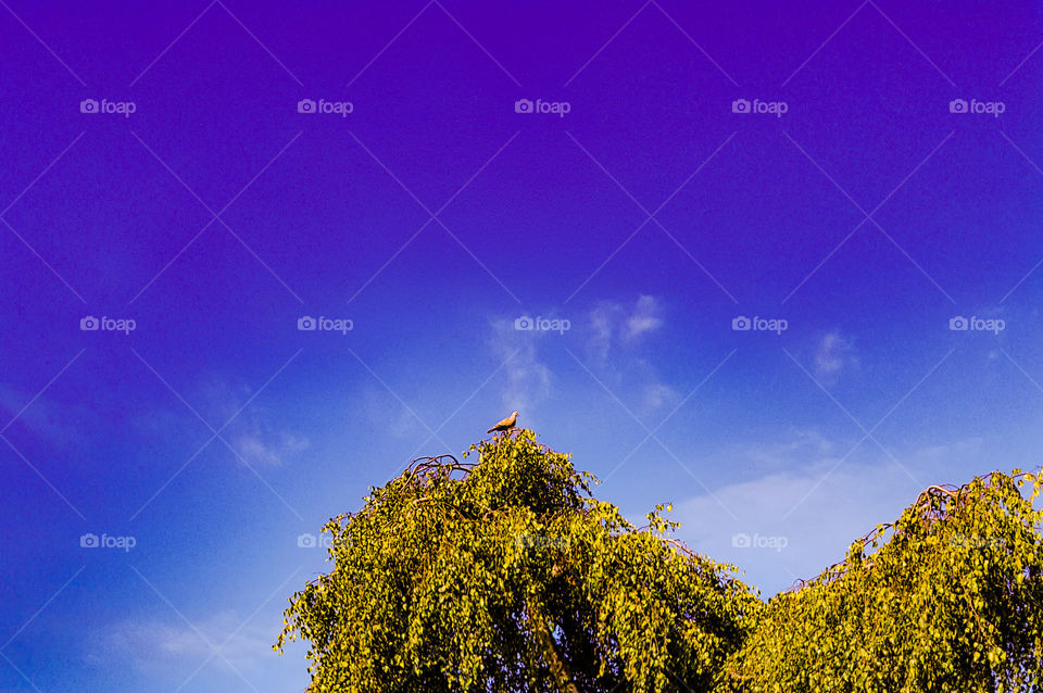 Bird on a tree in the evening blue sky