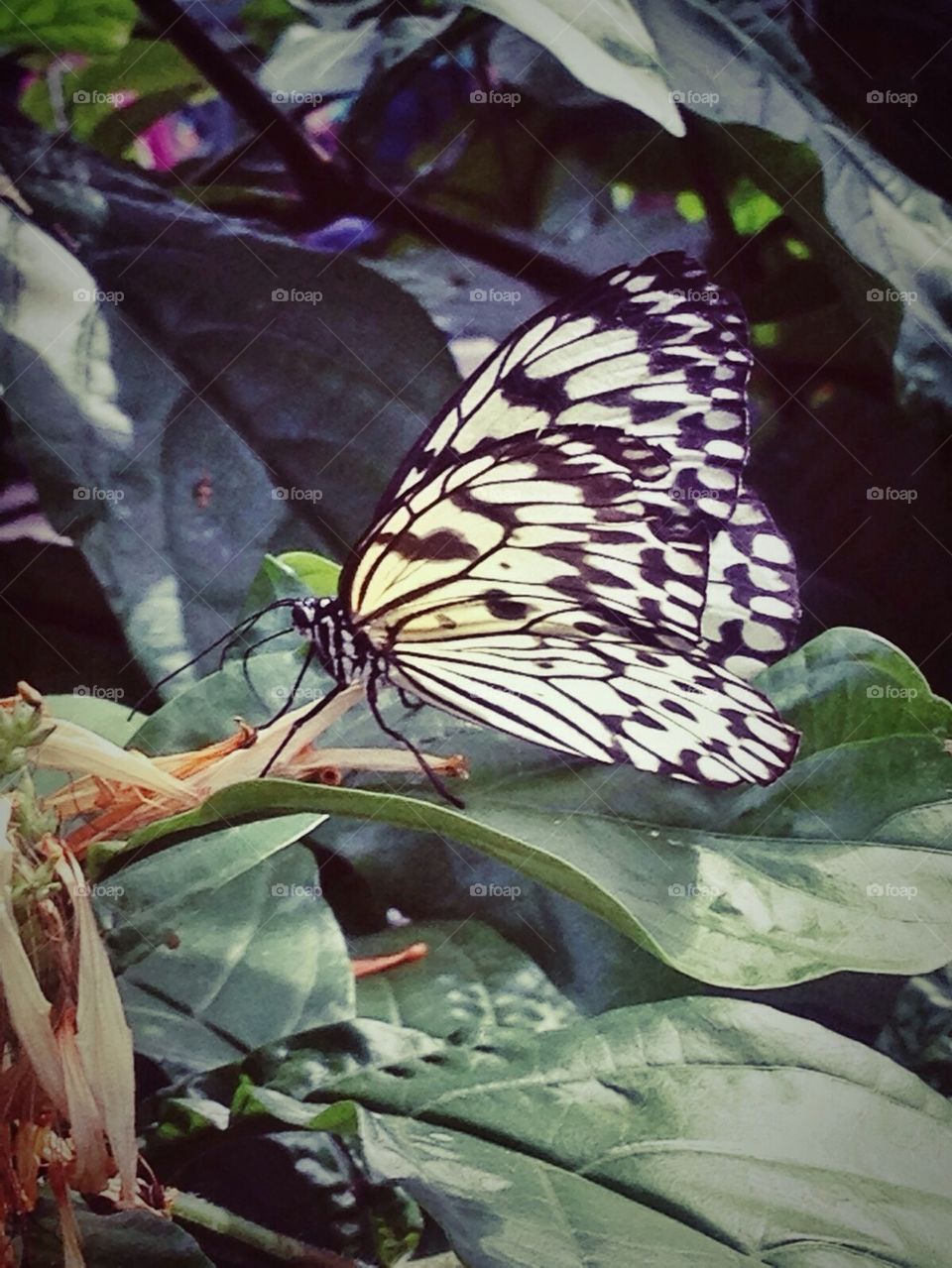 Butterfly