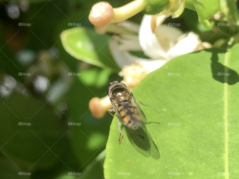 Bee on a spring fruit tree orange blossom gathering nectar and pollinating south Australia 