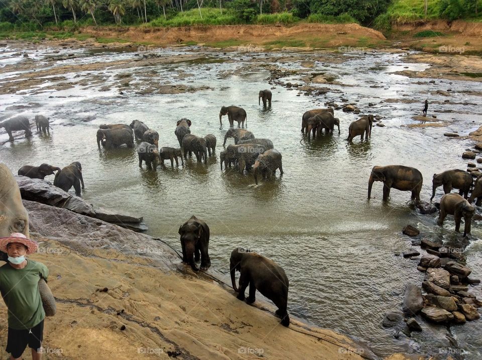 Elephants in the river.