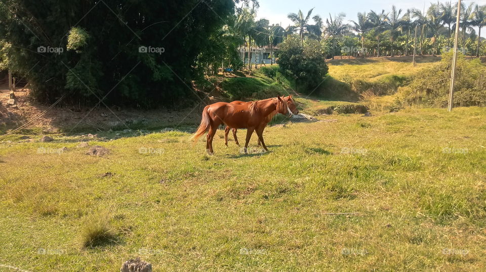 CAVALOS PASTAGEM