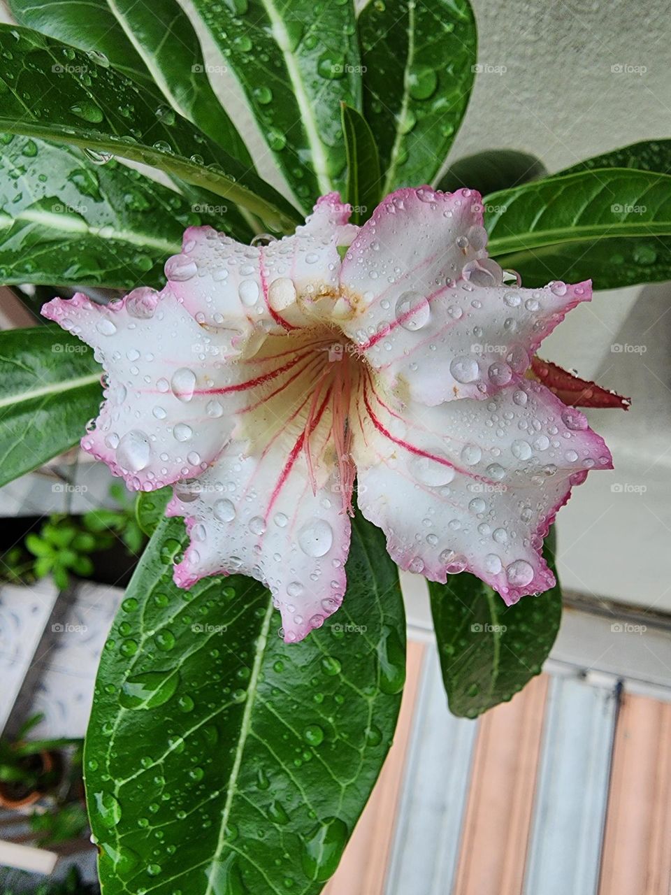 desert rose after the rains