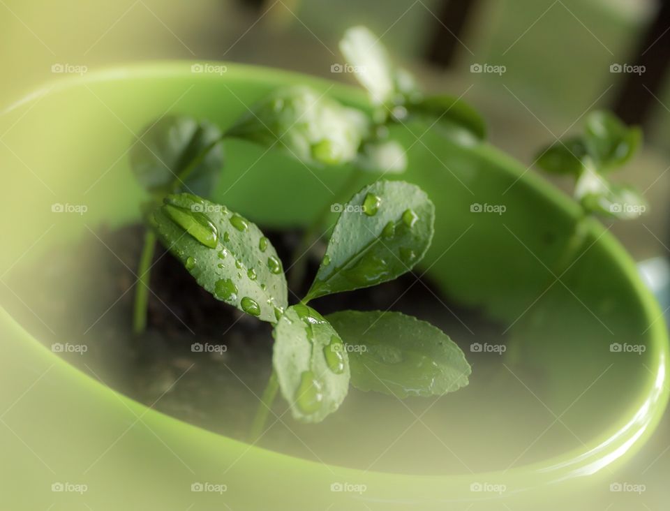 Plant seedling in green planter