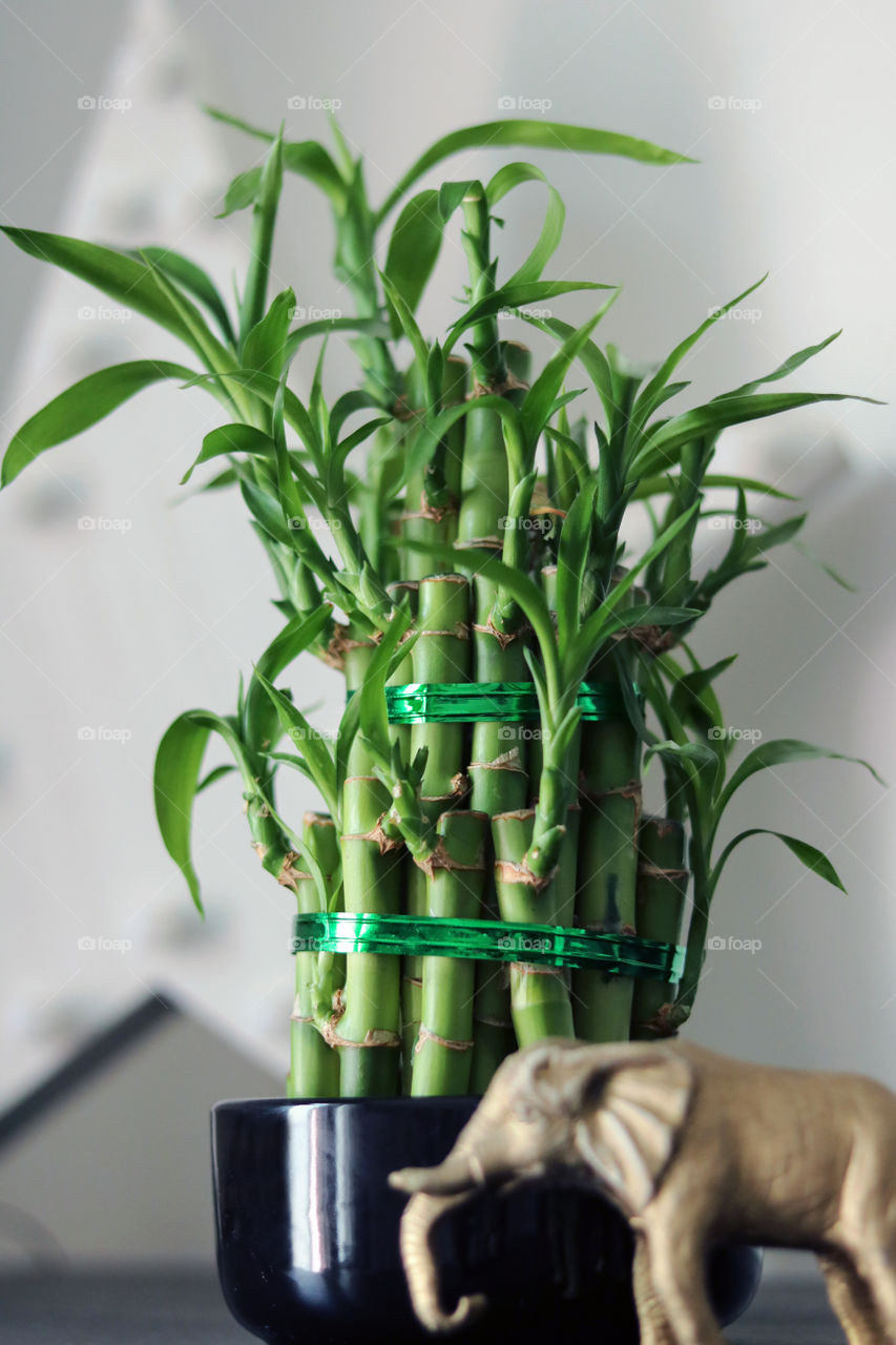 Bamboo plants