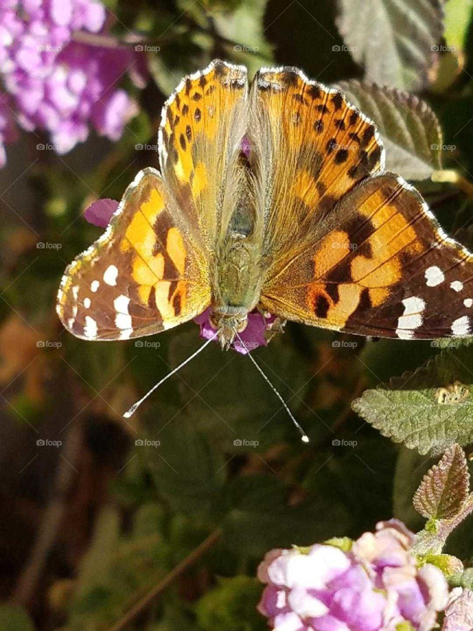 Butterfly, Nature, Flower, Insect, Garden
