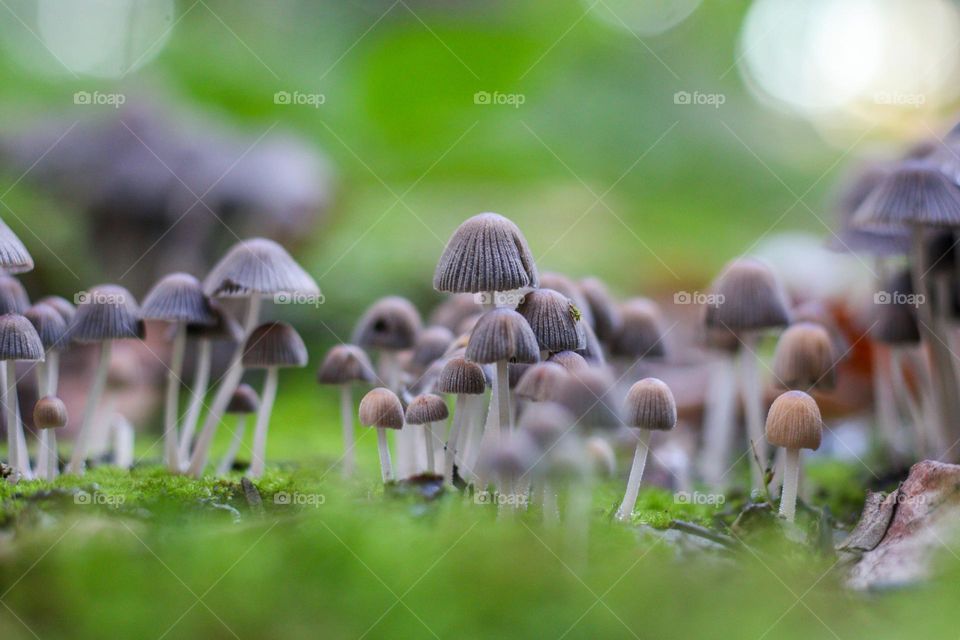 Mushrooms close-up in a forest