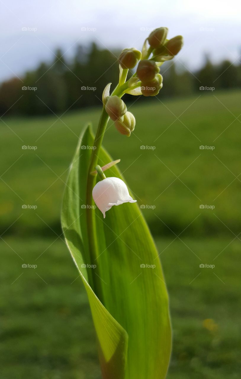 Close-up of snowdrop flower