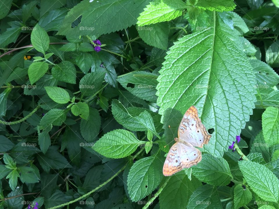 Butterfly and Foliage Background.