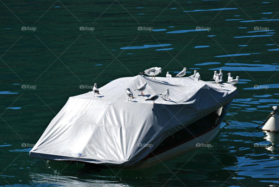 Gulls on a boat - Valsolda, Como, Lombardy, Italy.