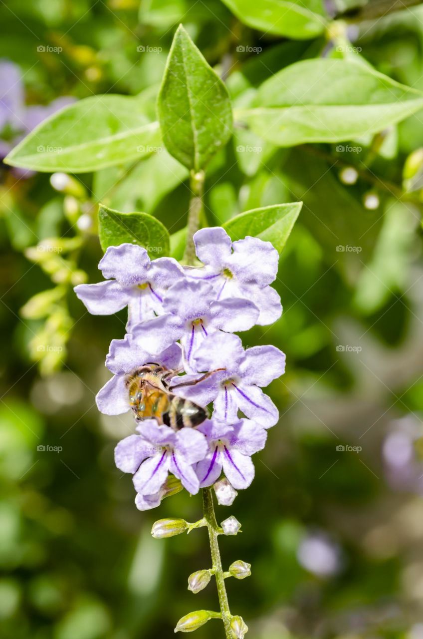 Bee On Golden Dewdrops