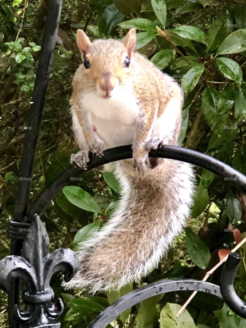Helloooo Mr squirrel 