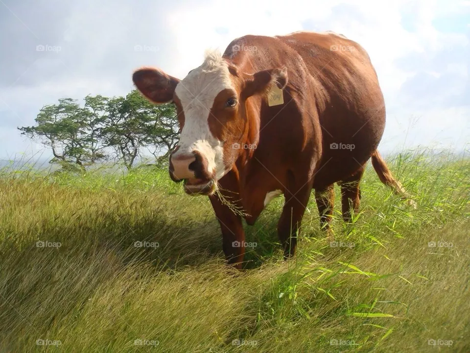 Cow