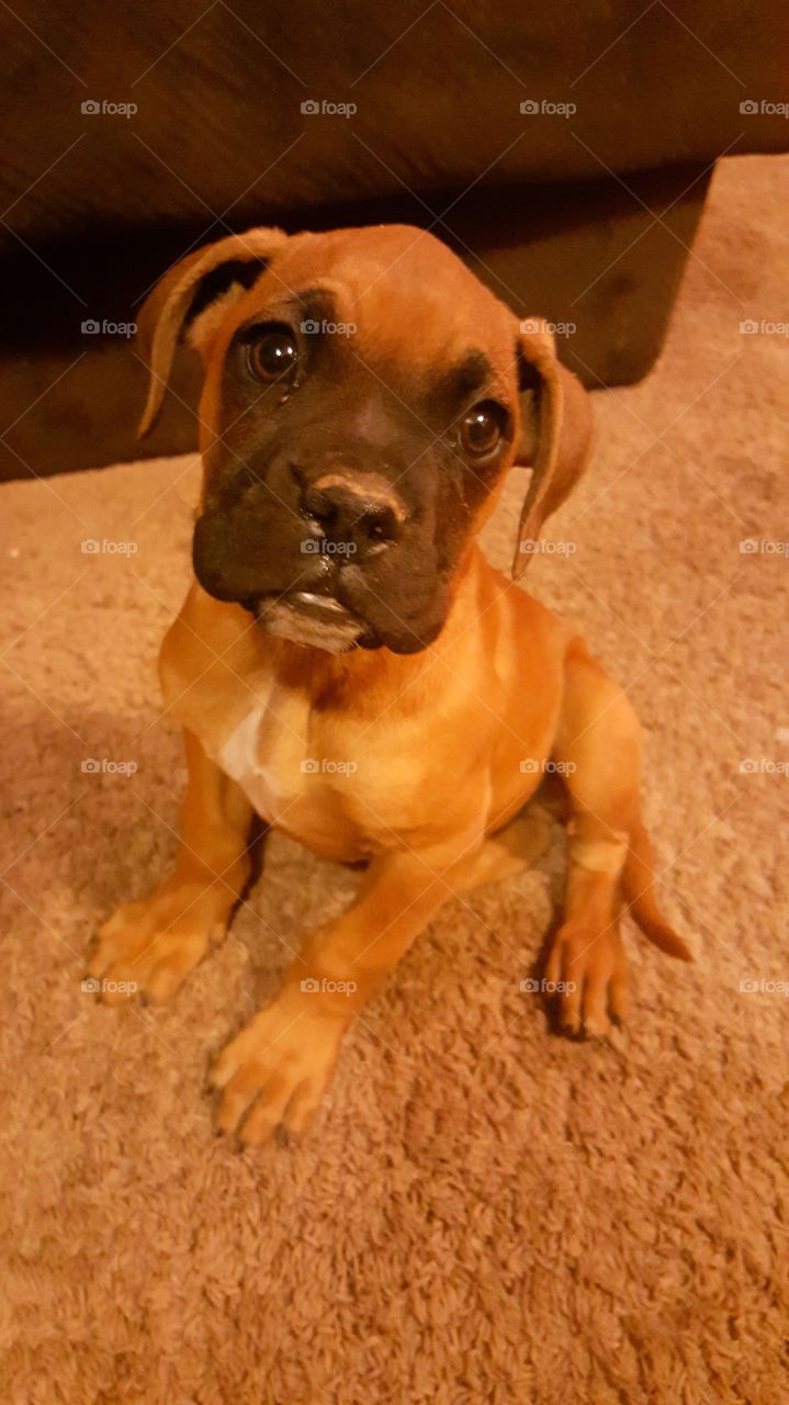 Pure Breed Boxer Puppy