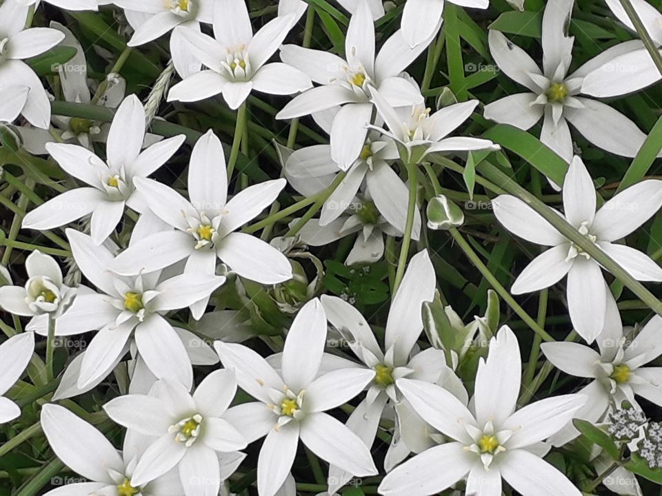 springtime in the country