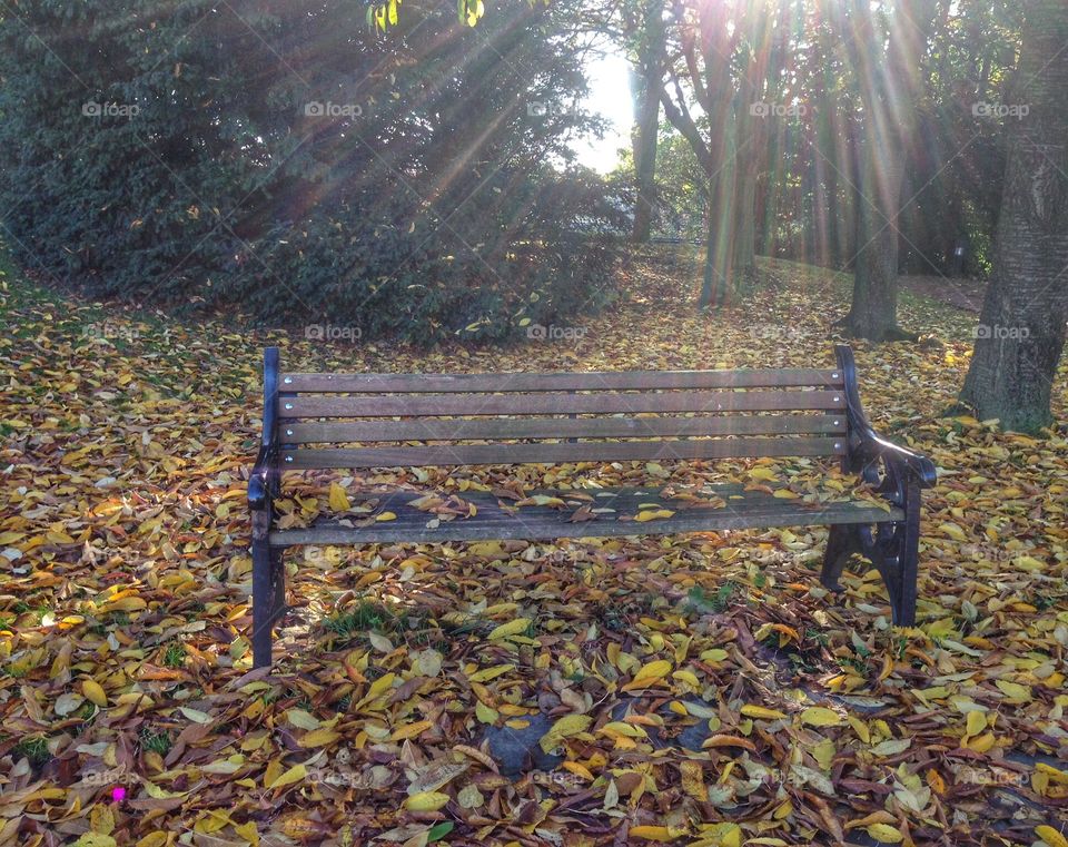 Autumn sun rays on a park bench