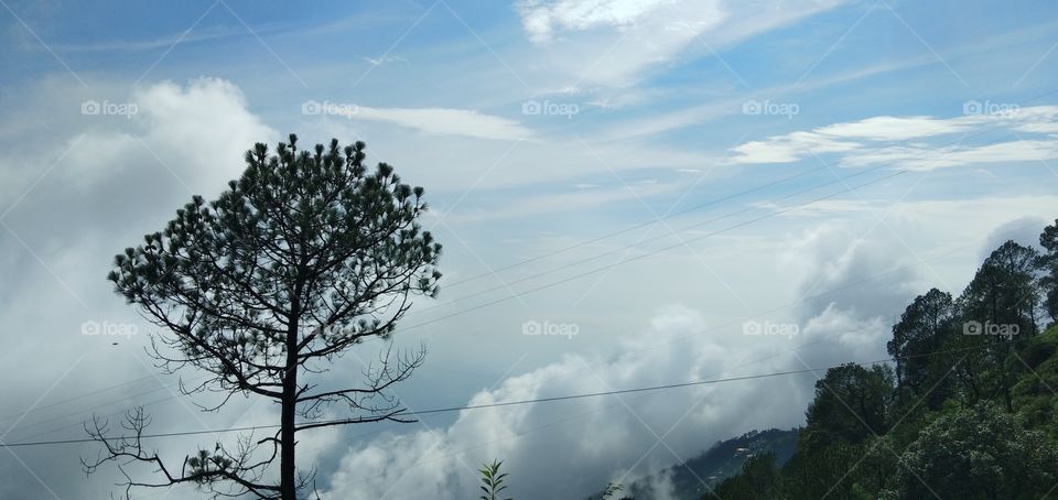tree with cloud