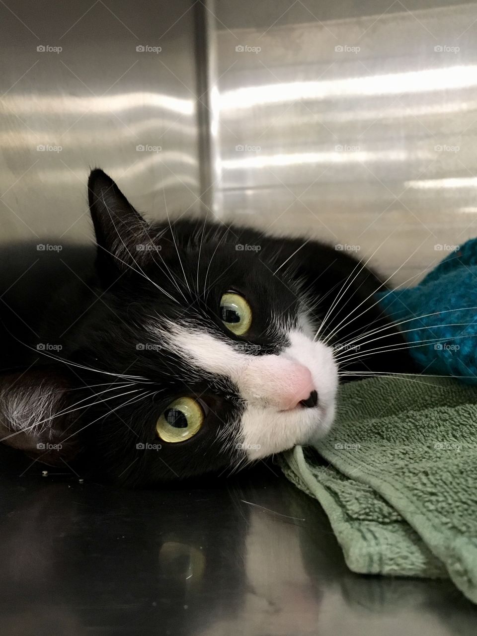 Cat for adoption at PetSmart in Florida 