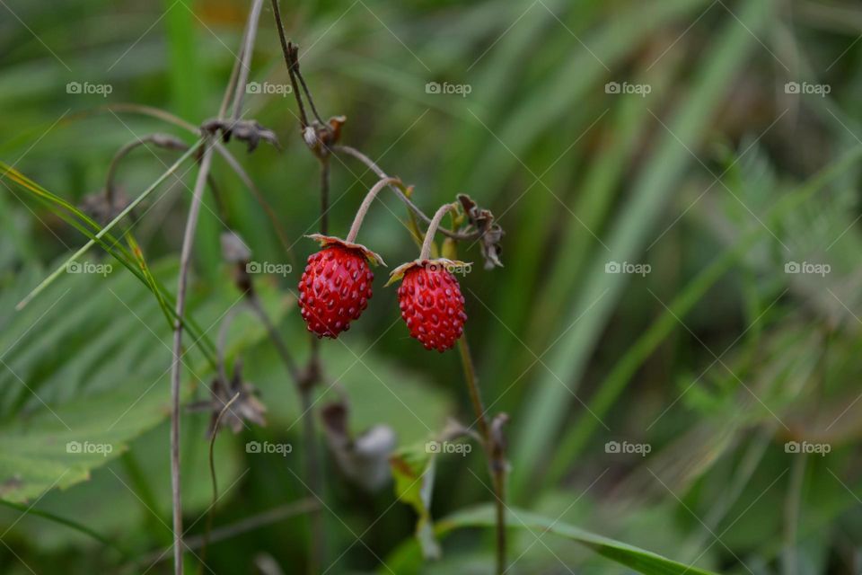 wild strawberries