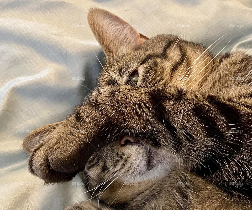 A brown tabby cat covering her face while she sleeps