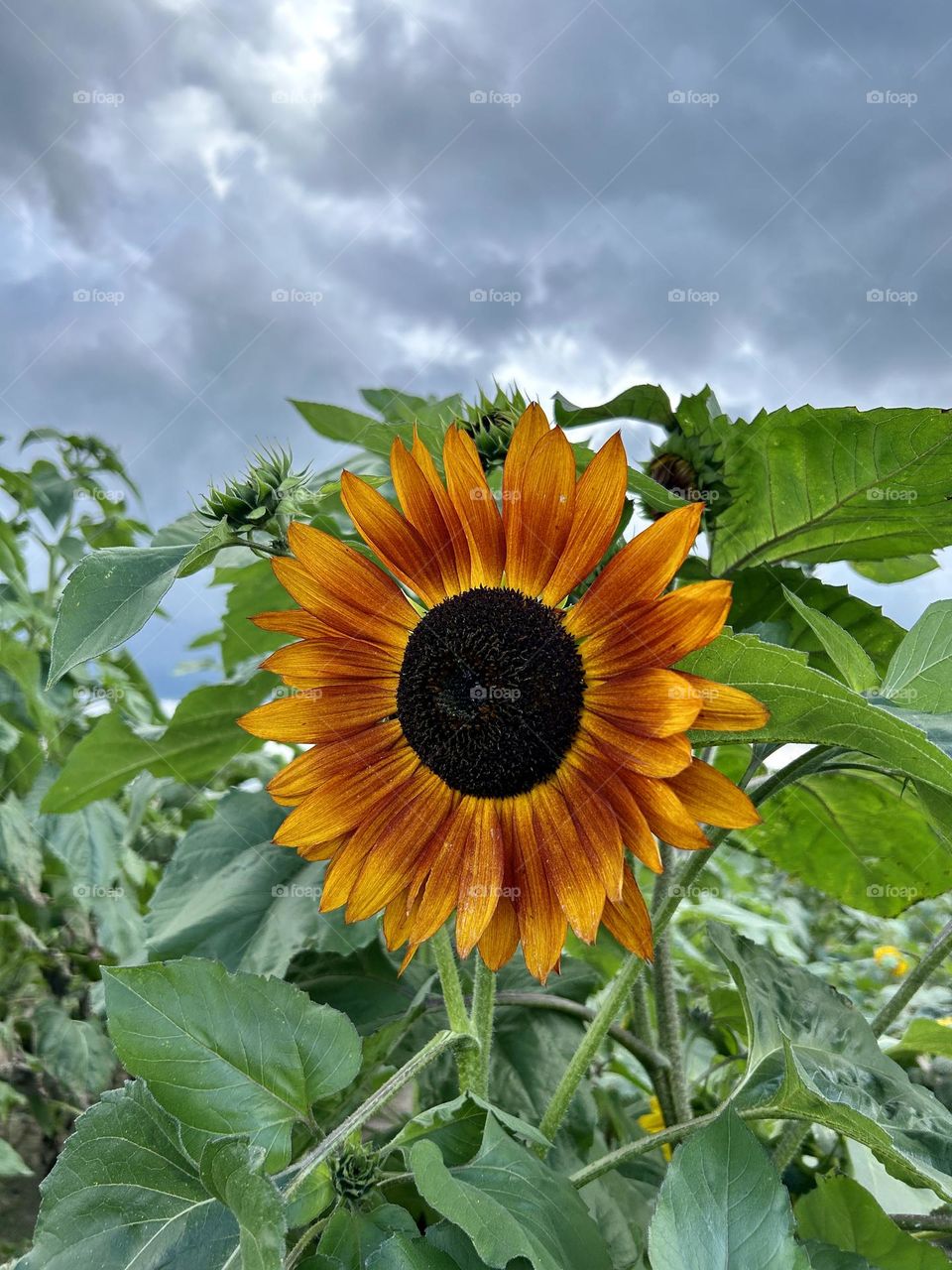 Colorful Sunflower
