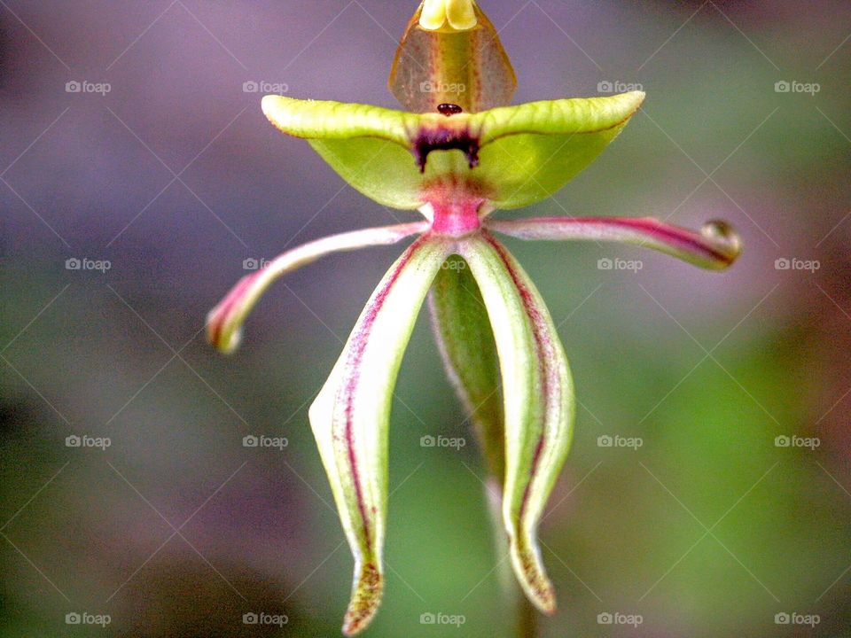 Tiny Orchid