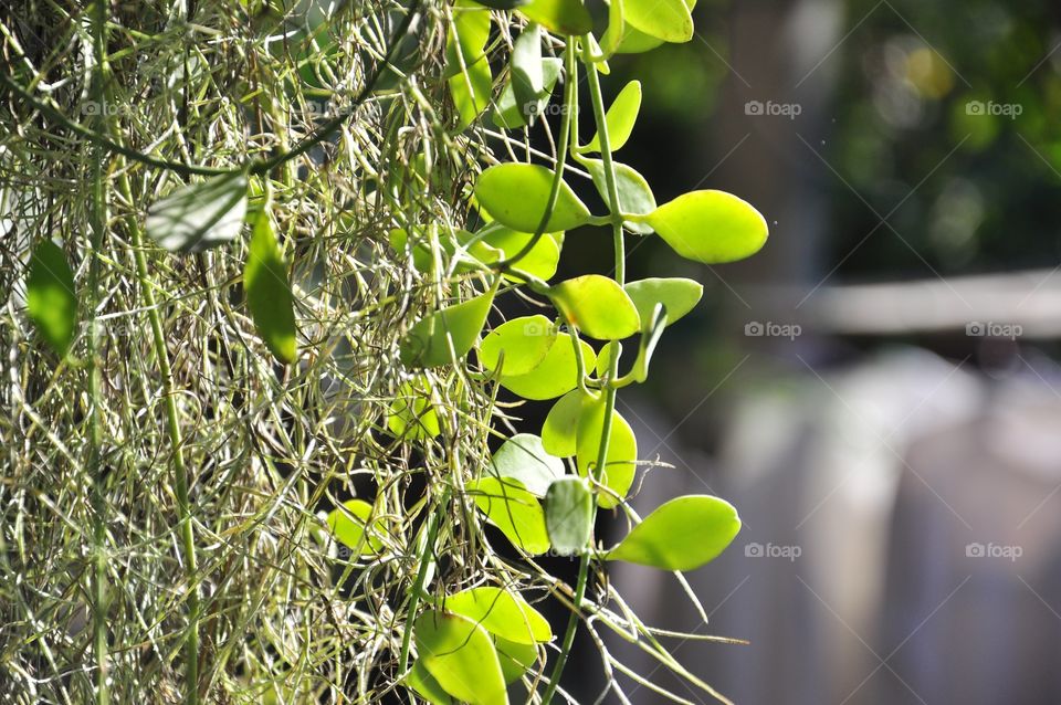 Nature, Leaf, No Person, Tree, Flora