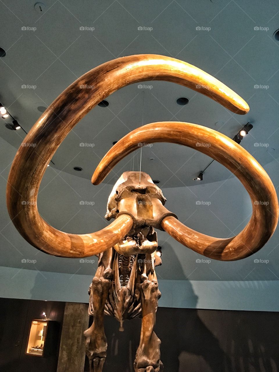Wolly mammoth