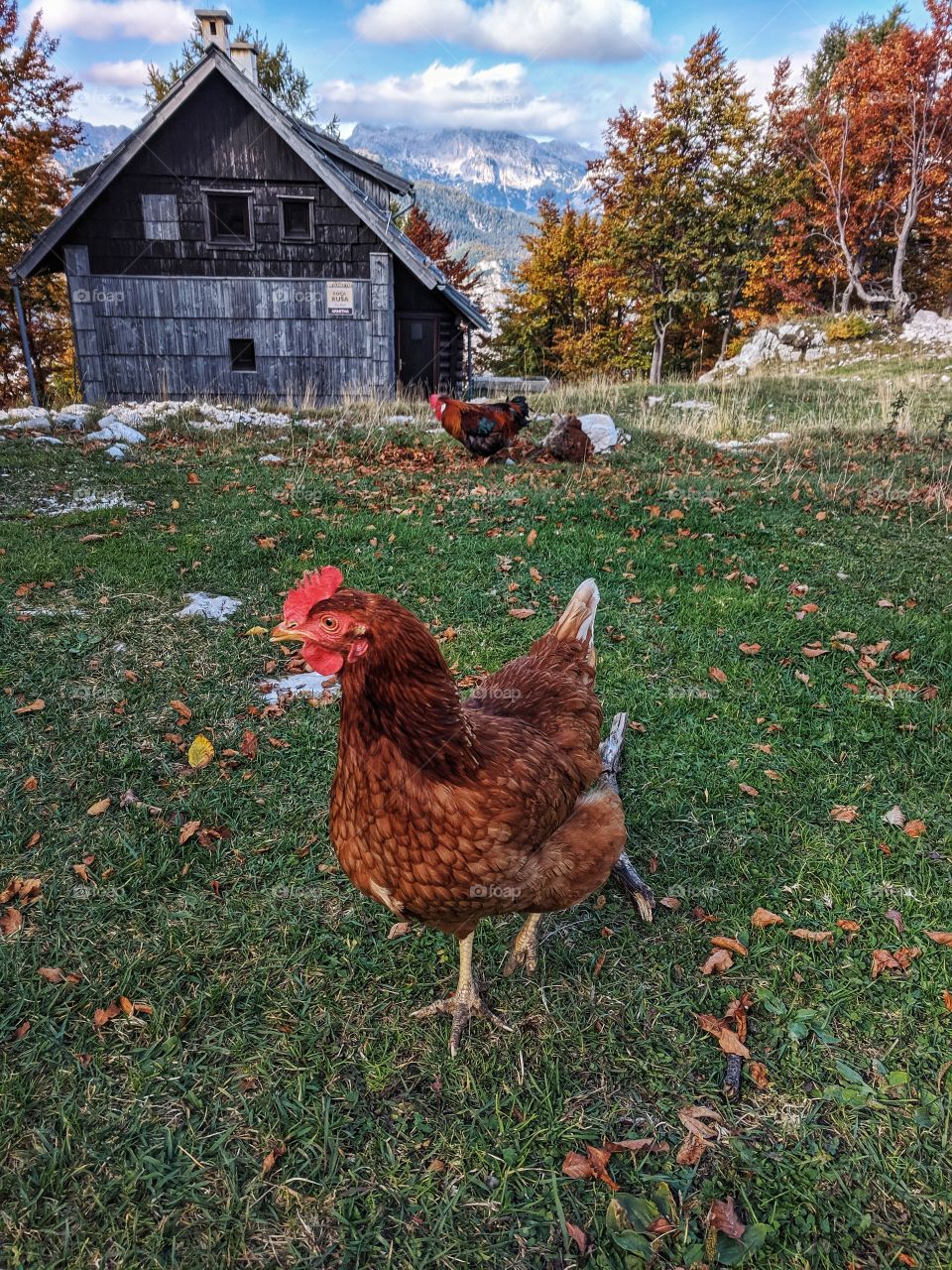 Wonderful view of the golden autumn on Vogel Mountain.