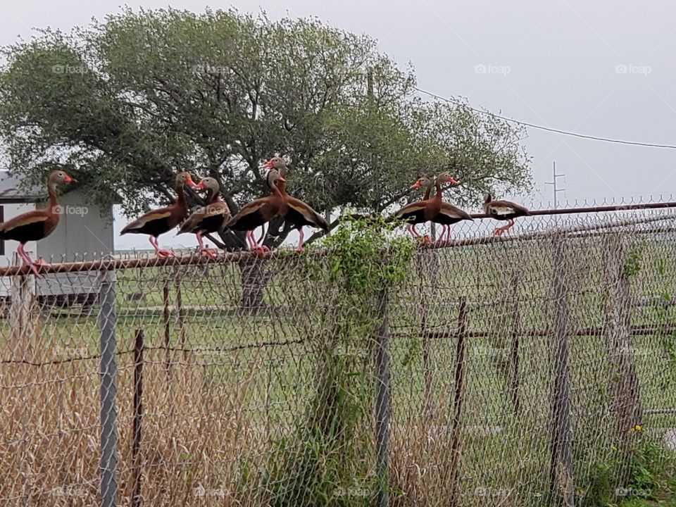 funny ducks on the fence, Rio Grande Valley
